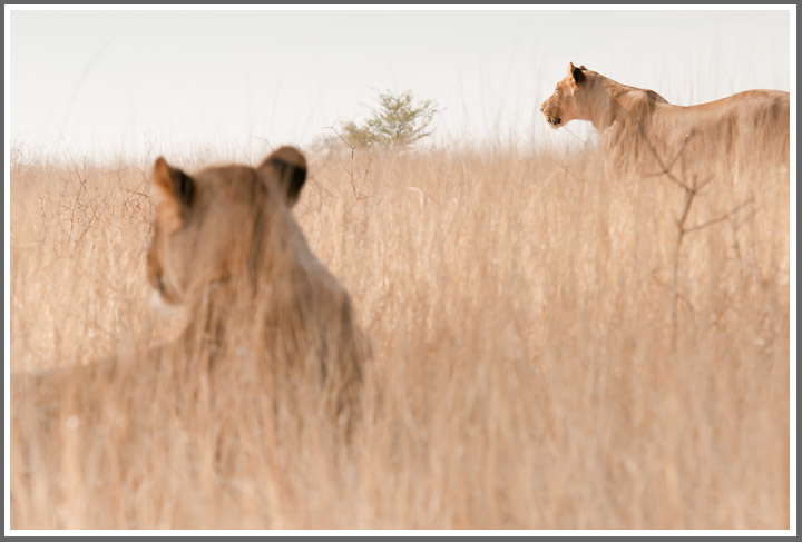 Ein Titelfoto für GalerieSüdafrika Nordkap Nov. 2011