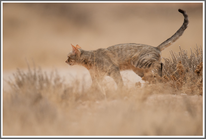 Afrikanische Wildkatze
