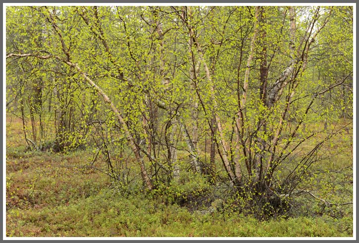 Frühlingsbirken am Inarisee