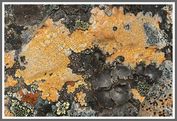 Ein Titelfoto für GalerieLappland 2012