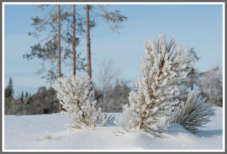 Neugierige Kieferspitzen