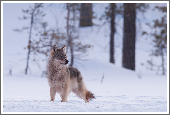 Nach drei Nächten warten...