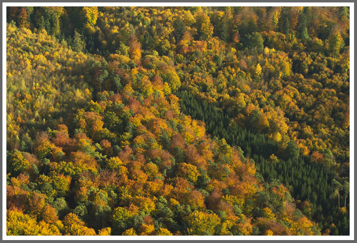 Typisches Mischwaldgebiet