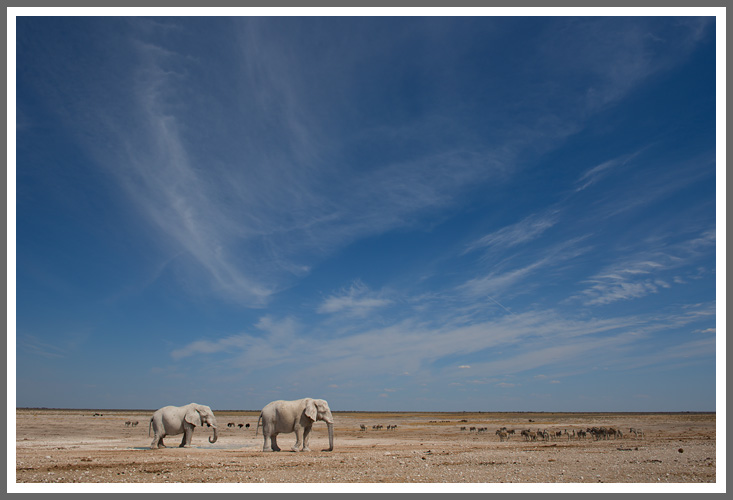 Elefantenbullen haben Vortritt