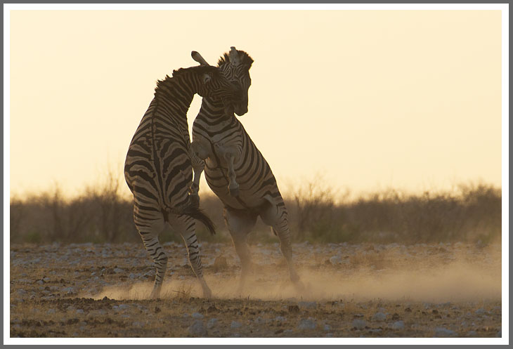 Kämpfende Steppenzebrabullen