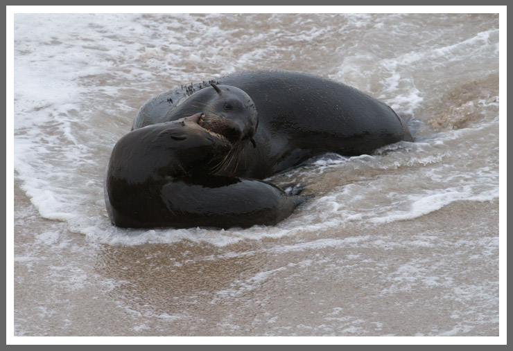 Südafrikanisches Seebärenpärchen