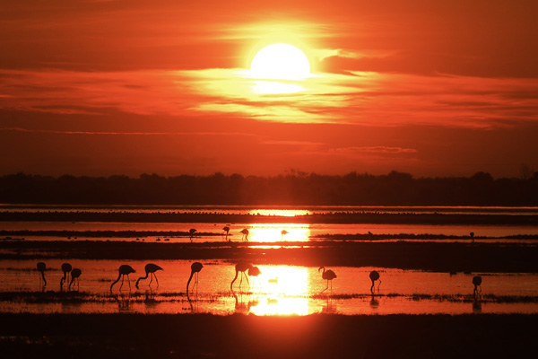 Flamingos bei El Rocio