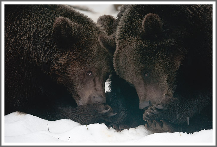 Gemeinsames Pfotenschlecken...