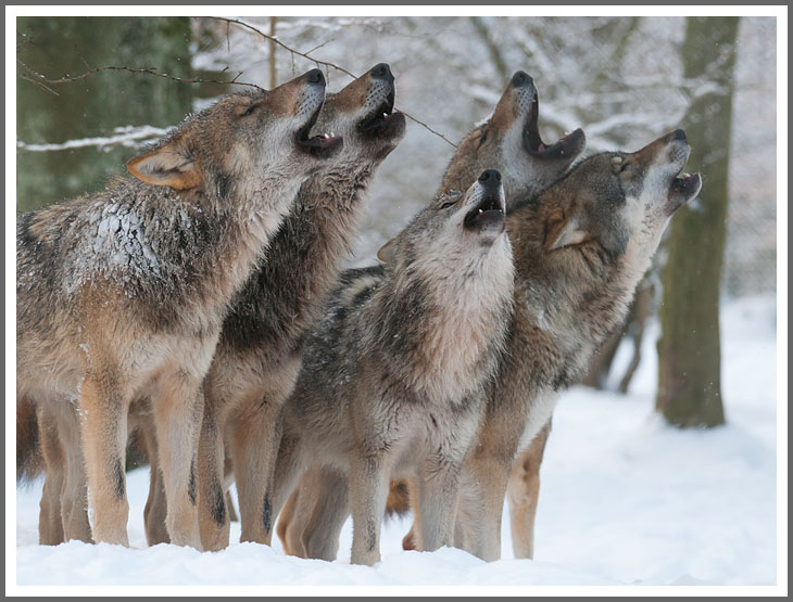 Gemeinsames Heulen...