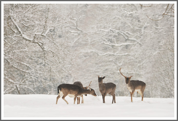 Wintermärchen mit Damwild