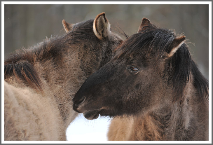 Ich Tarpan, du Jane?
