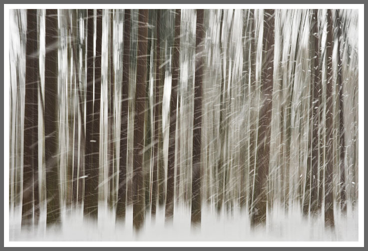 Windböe bei Neuschneee