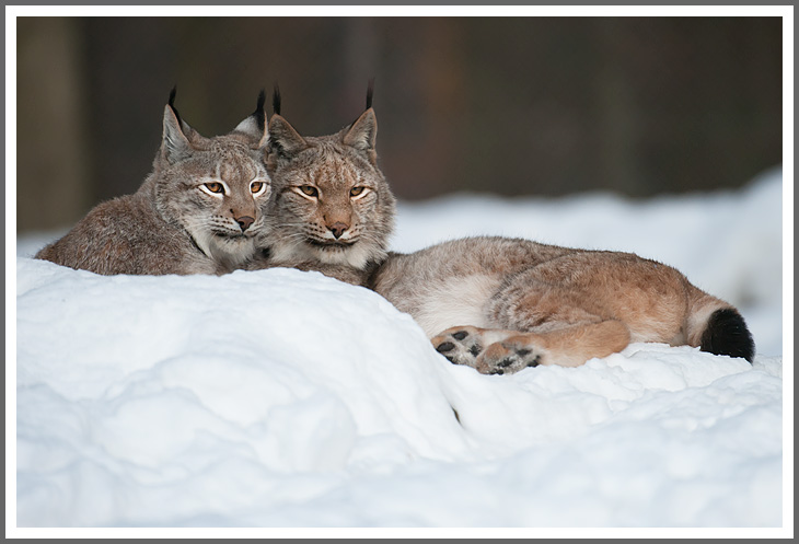 Kuschelstunde bei den Luchsen
