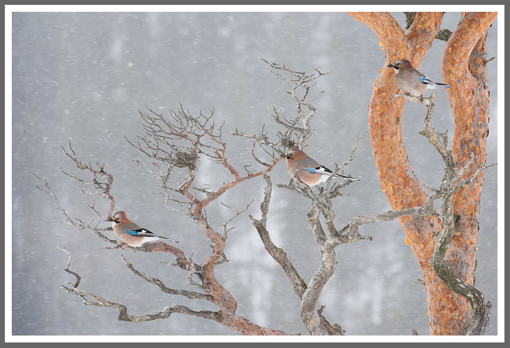 Eichelhäher im Schneetreiben