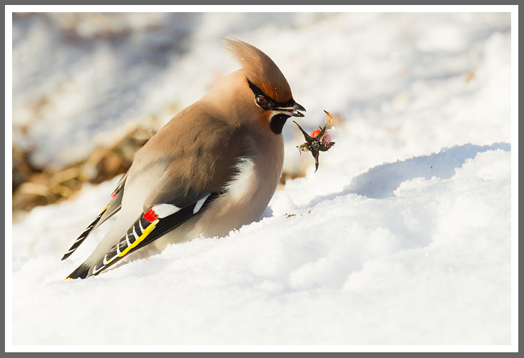 Seidenschwanz frisst Hagebutte