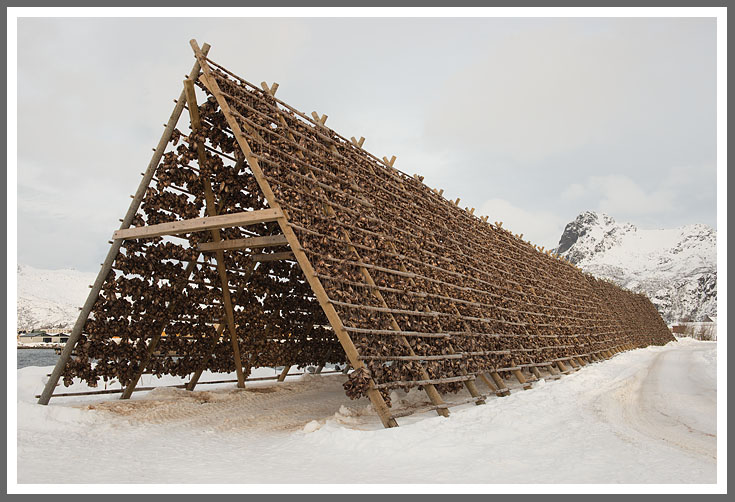 Dorschtrocknung in Svolvaer