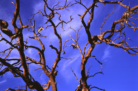  Baumlandschaft mit Marabu