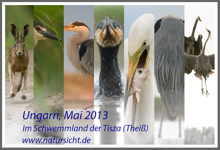 Ein Titelfoto für GalerieIm Schwemmland der Tisza 2013