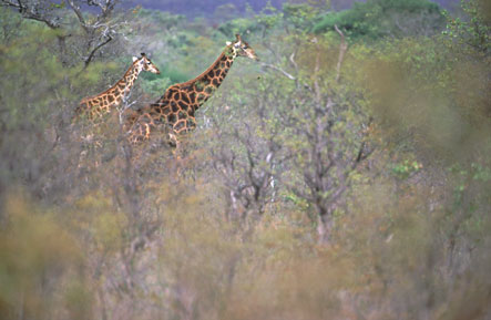 Frühlingslandschaft mit Giraffen