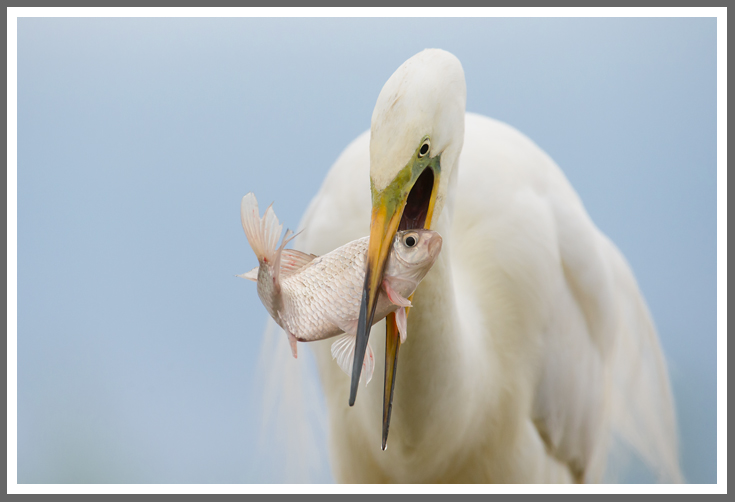 Silberreiher mit Beute