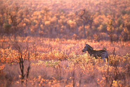  Frühlingslandschaft (Mopanebäume)mit Zebra