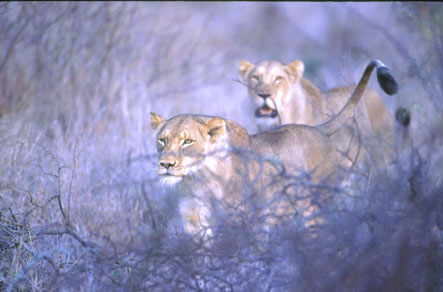  Löwinnen verteidigen Beute (gegen Hyänen)