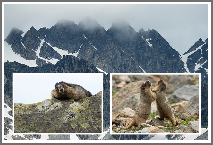 Eisgraues Murmeltier