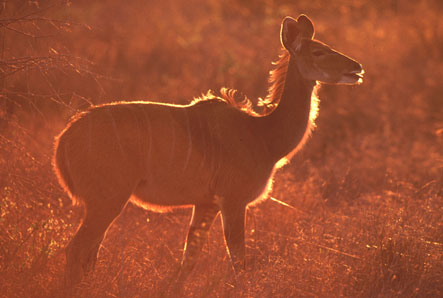  Kudu (weibl. Leittier)