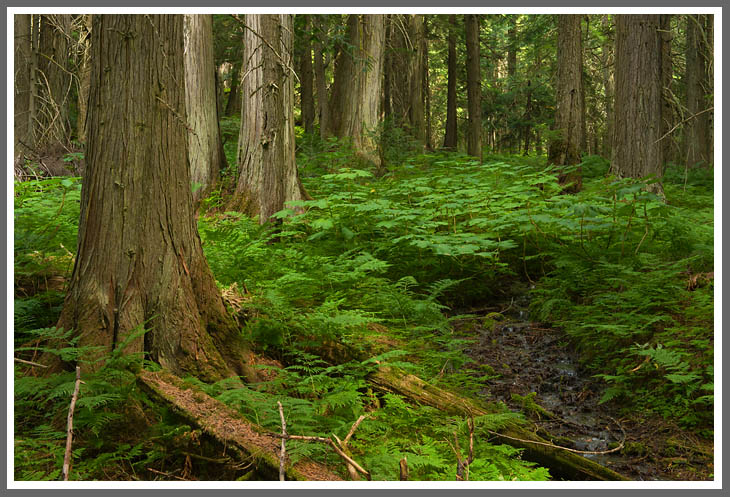 Am Giant Cedar Trail