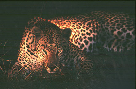 Ein Titelfoto für GalerieKruger NP Südafrika 2002