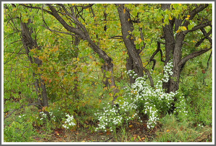 Frühlingsvegetation