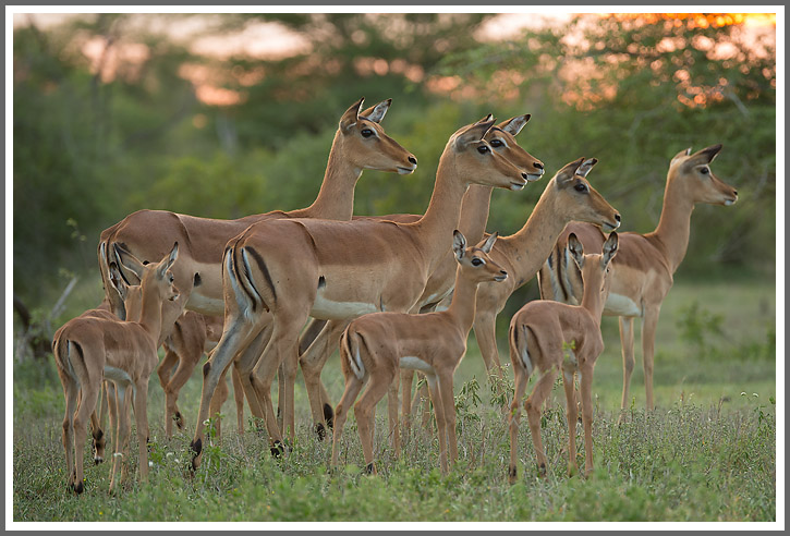  Nachwuchs bei den Impalas