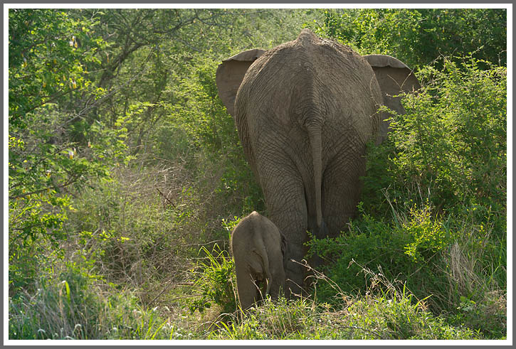 Ein Titelfoto für GalerieKruger NP Südafrika 2013