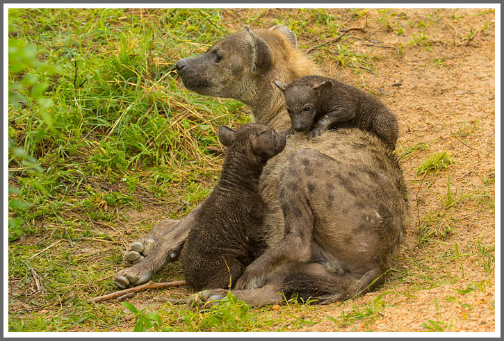 Ich bin hier der Boss