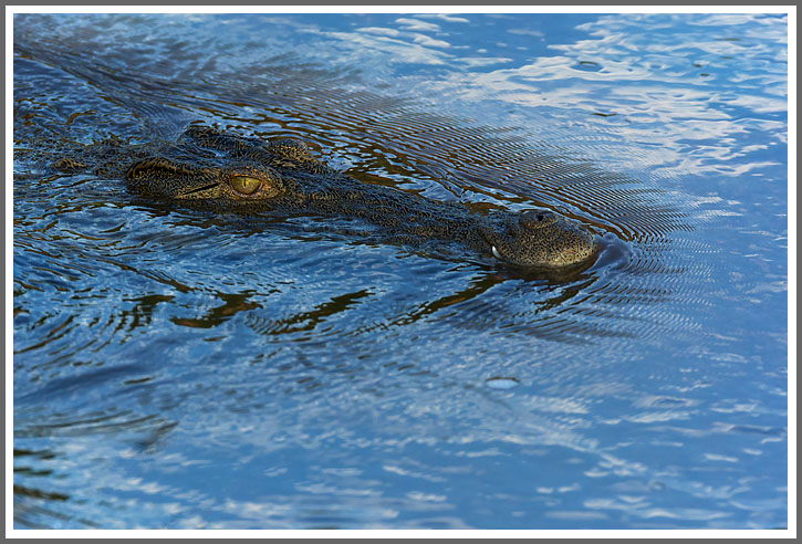 Ein Krokodil muss warten können