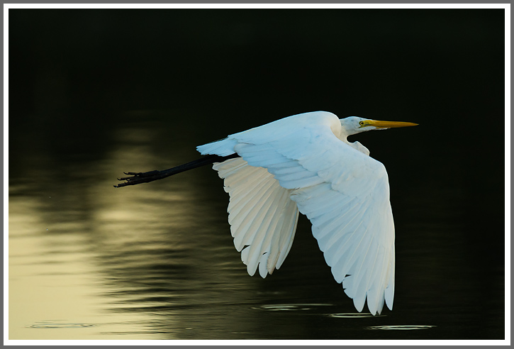 Silberreiher im Morgenlicht