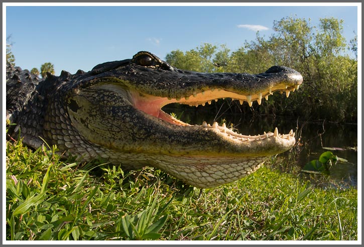 Ein Titelfoto für GalerieFlorida 2014