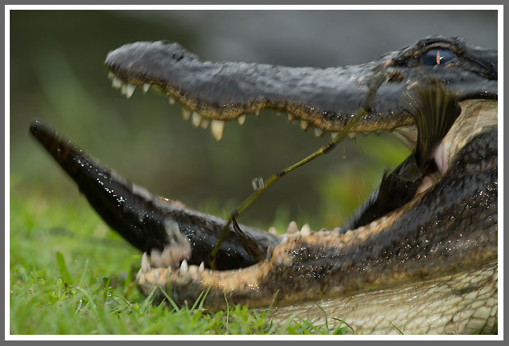 Früher Gator fängt den Fisch...