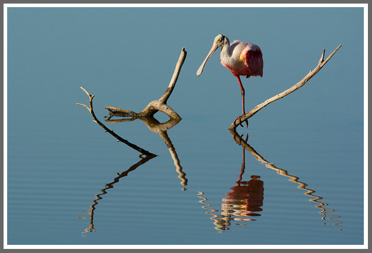 ...der mit dem Korkenzieherschnabel