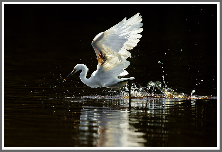 Schmuckreiher beim Fischfang 1