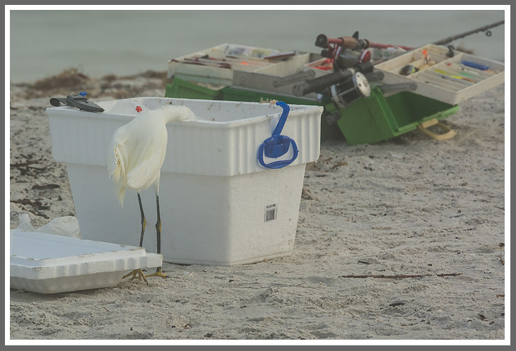 Schmuckreiher beim Fischfang 2