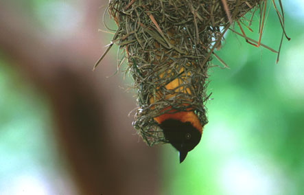  Maskenwebervogelmännchen