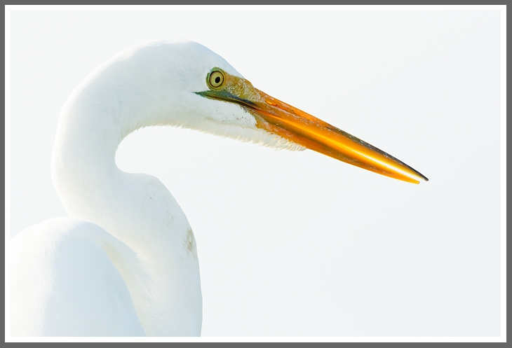 Silberreiher im Brutkleid