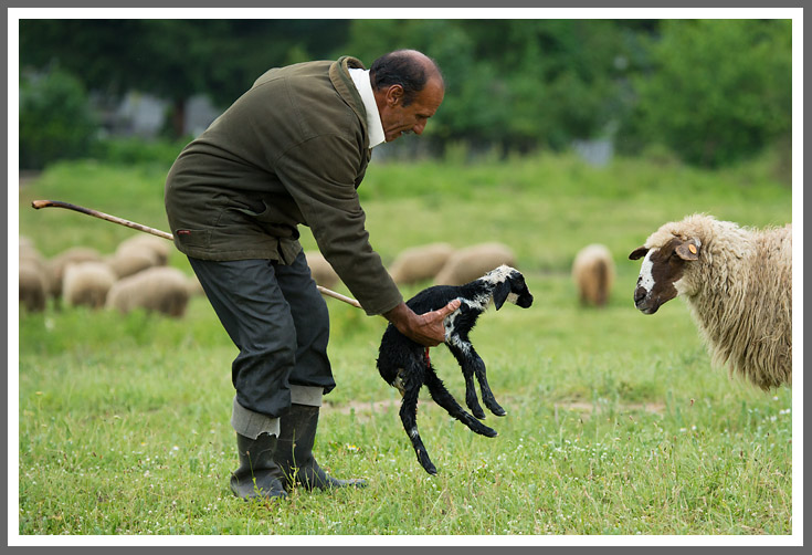 Neugeborenes Lämmchen