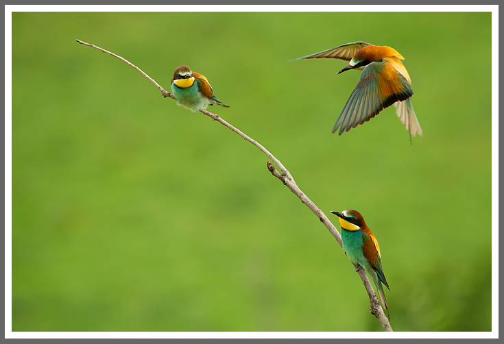 Europäische Bienenfresser