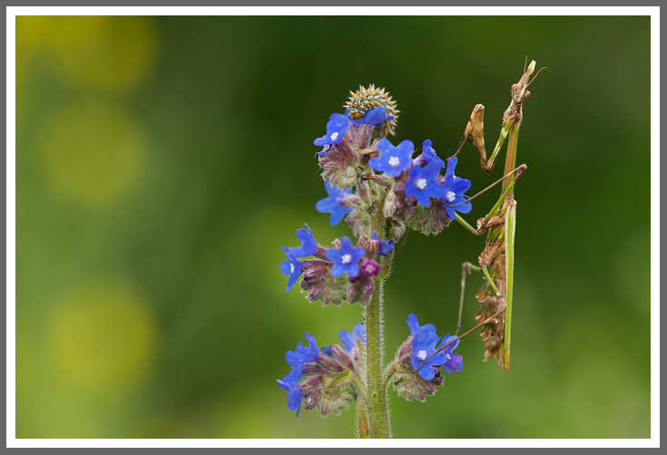 Europäische Gottesanbeterin