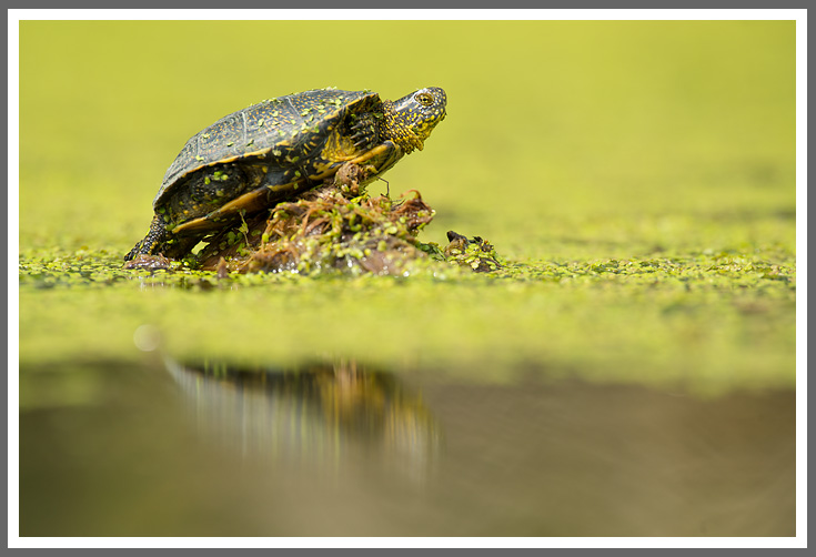 Europäische Sumpfschildkröte