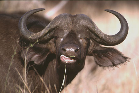  Männlicher afrikanischer Büffel
