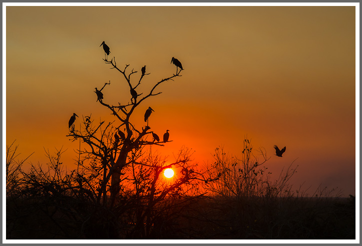 Gemeinsamer Schlafbaum