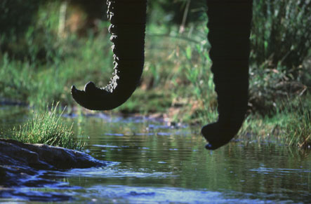  Bekannte Rüsseltiere